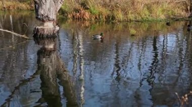 Göldeki vahşi ördekler. Vahşi doğa. .