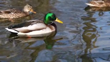 Göldeki vahşi ördekler. Vahşi doğa. .