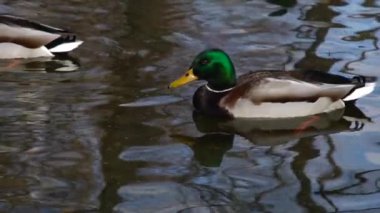 Göldeki vahşi ördekler. Vahşi doğa. .