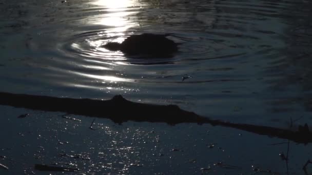 Canards Sauvages Sur Lac Paysage Sauvage — Video