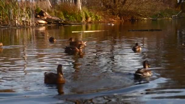 Vilda Ankor Sjön Vilt Landskap — Stockvideo