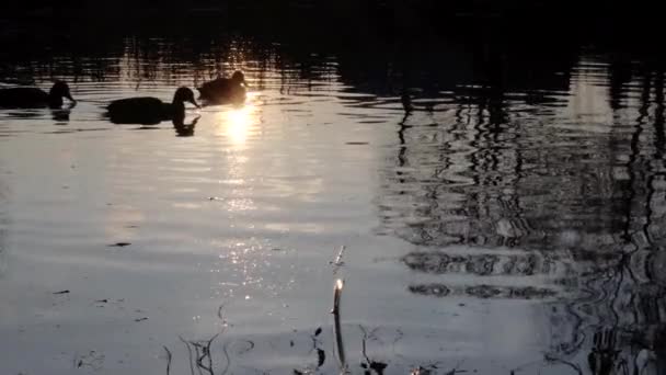 Patos Salvajes Lago Paisaje Salvaje — Vídeo de stock