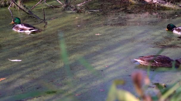 Patos Selvagens Lago Wild Paisagem — Vídeo de Stock