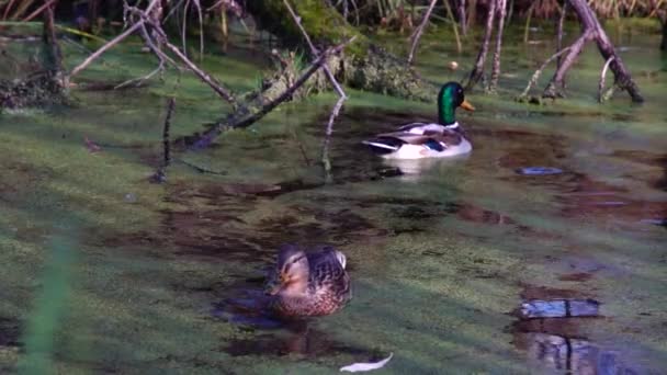 Wild Ducks Lake Wild Landscape — Stock Video