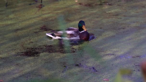 Wildenten Auf Dem See Wilde Landschaft — Stockvideo