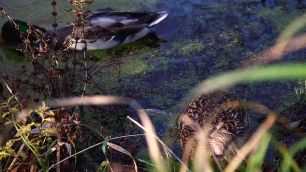 Anatre Selvatiche Sul Lago Paesaggio Selvaggio — Video Stock