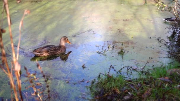 Wildenten Auf Dem See Wilde Landschaft — Stockvideo