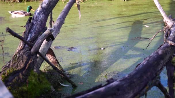 湖上的野鸭 — 图库视频影像