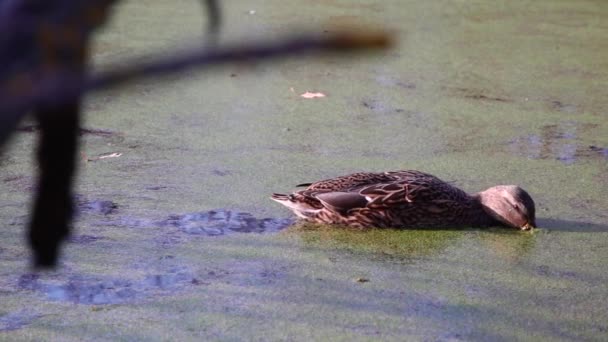 Anatre Selvatiche Sul Lago Paesaggio Selvaggio — Video Stock