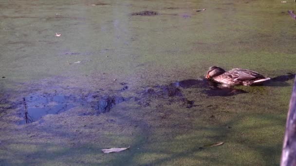 Wilde Eenden Het Meer Wild Landschap — Stockvideo