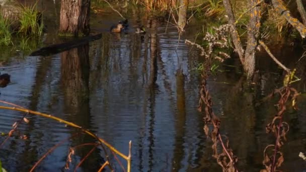 Vilda Ankor Sjön Vilt Landskap — Stockvideo