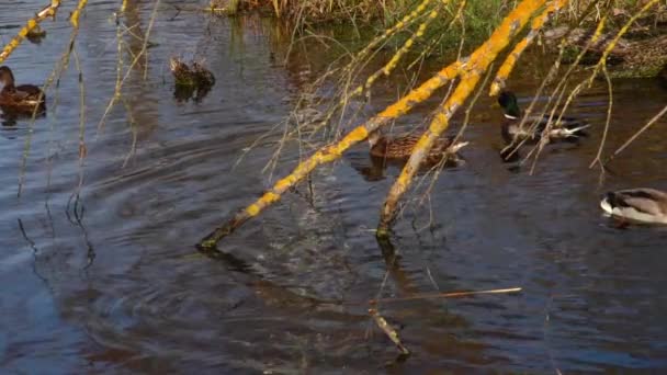 Dzikie Kaczki Jeziorze Dziki Krajobraz — Wideo stockowe
