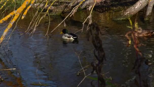 Patos Salvajes Lago Paisaje Salvaje — Vídeo de stock