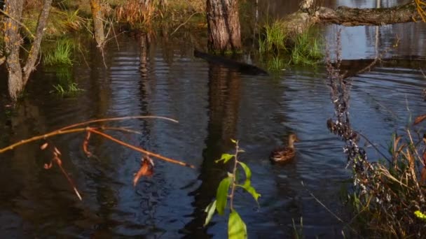 Αγριόπαπιες Στη Λίμνη — Αρχείο Βίντεο