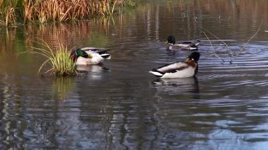 Göldeki vahşi ördekler. Vahşi doğa. .