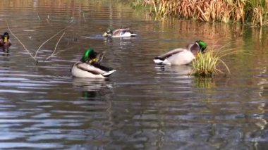 Göldeki vahşi ördekler. Vahşi doğa. .