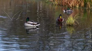 Göldeki vahşi ördekler. Vahşi doğa. .