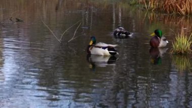Göldeki vahşi ördekler. Vahşi doğa. .