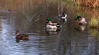 Göldeki vahşi ördekler. Vahşi doğa. . 