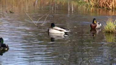 Göldeki vahşi ördekler. Vahşi doğa. . 