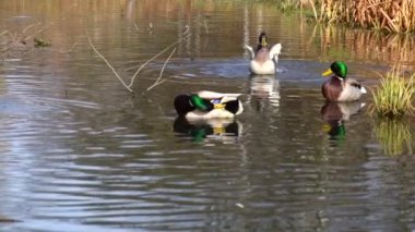 Göldeki vahşi ördekler. Vahşi doğa. . 