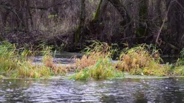 Nehir ormandan akıyor. Ormanda akarsu. Ağır çekim.