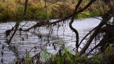 Nehir ormandan akıyor. Ormanda akarsu. Ağır çekim.