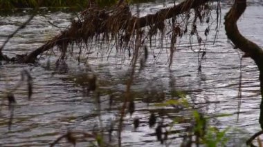 Nehir ormandan akıyor. Ormanda akarsu. Ağır çekim.
