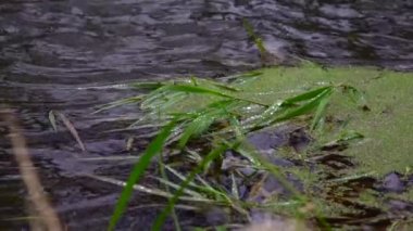 Nehir ormandan akıyor. Ormanda akarsu. Ağır çekim. 