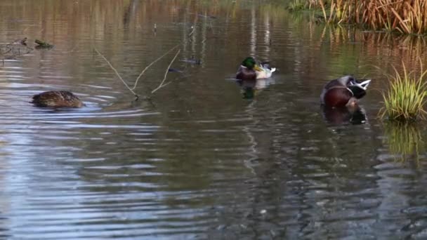 Wildenten Auf Dem See Wilde Landschaft — Stockvideo