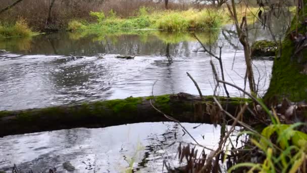 Rzeka Przepływająca Przez Las Strumień Lesie Slow Motion — Wideo stockowe