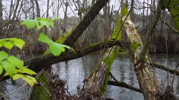 Rivier Stroomt Door Het Bos Stream Het Bos Slow Motion — Stockvideo