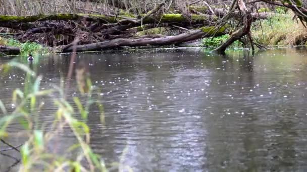 Rio Que Flui Pela Floresta Fluxo Floresta Slow Movimento — Vídeo de Stock