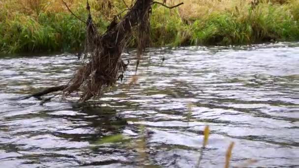 Nehir Ormandan Akıyor Ormanda Akarsu Ağır Çekim — Stok video