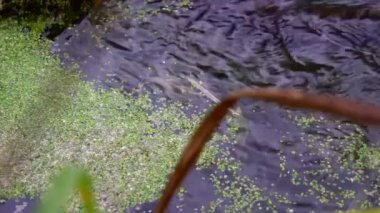 Nehir ormandan akıyor. Ormanda akarsu. Ağır çekim. 