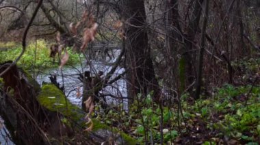 Nehir ormandan akıyor. Ormanda akarsu. Ağır çekim. 