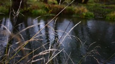 Nehir ormandan akıyor. Ormanda akarsu. Ağır çekim. 
