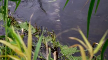 Nehir ormandan akıyor. Ormanda akarsu. Ağır çekim. 