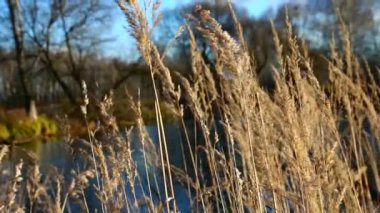 Nehir ormandan akıyor. Ormanda akarsu. Ağır çekim. 