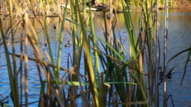 Nehir ormandan akıyor. Ormanda akarsu. Ağır çekim. 