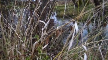 Nehir ormandan akıyor. Ormanda akarsu. Ağır çekim. 