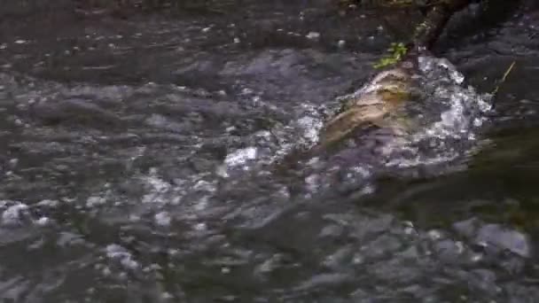 川の森の中を流れる 森の中の小川 スローモーション — ストック動画