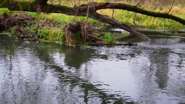 Ποτάμι Ρέει Μέσα Από Δάσος Ρεύμα Στο Δάσος Slow Κίνηση — Αρχείο Βίντεο