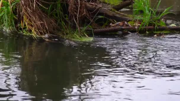 Floden Rinner Genom Skogen Bäck Skogen Slow Motion — Stockvideo