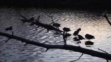 Göldeki vahşi ördekler. Vahşi doğa. 