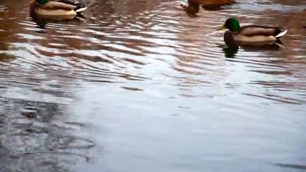 Patos Selvagens Lago Paisagem Selvagem Câmera Lenta Vídeo — Vídeo de Stock