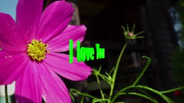 Mesajını seviyorum. Renkli çiçek arkaplanı 