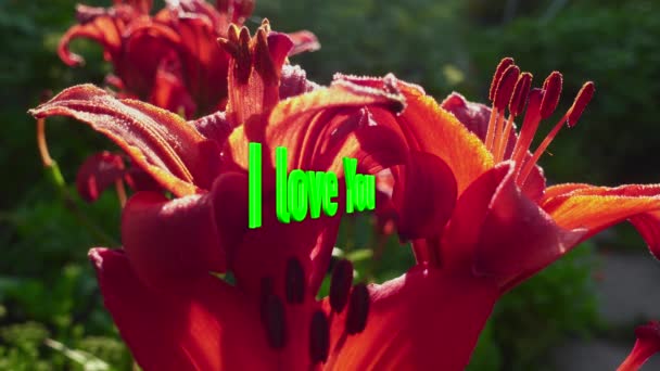 Ich Liebe Dich Text Farbe Blumen Hintergrund — Stockvideo