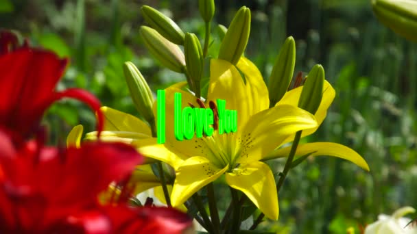 Amo Sms Colore Fiori Sfondo — Video Stock