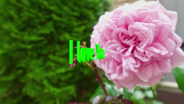 Kocham Cię Sms Kolor Tła Kwiaty — Wideo stockowe